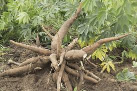 Tapioca Plant Seeds: Planting Guide for Successful Growth