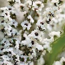 White Leptospermum Citratum Tree Planting  Seed for Beautiful Growth and Fragrant Blooms in Your Garden