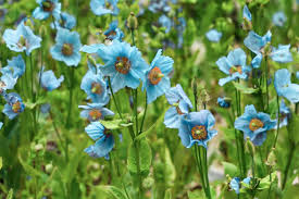 Meconopsis Flower seeds for Planting - Cut Flower Favorite, Heirloom & GMO Free Seeds for Home Garden
