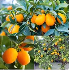 Orange Kumquat Tree Seeds for Planting  Grow Your Own Citrus