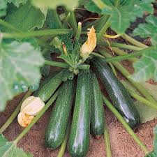 Zucchini Vegetable Seeds: Perfect for Home Planting