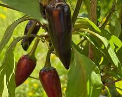 Aji Panca Chocolate Seeds for Planting - Vegetable Garden Seeds