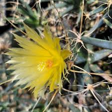 Yellow Leuchtenbergia Plant Planting Seeds