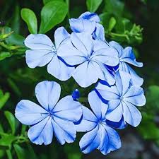 Plumbago Flower seeds for Planting - Cut Flower Favorite, Heirloom & GMO Free Seeds for Home Garden