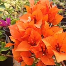 Orange Bougainvillea Flower Seeds for Planting - Vibrant Blooms for Your Garden