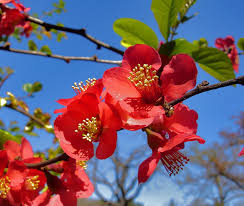 Red Quince Flower seeds for Planting - Shade Tolerant, Heirloom & GMO Free Seeds for Home Garden