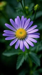 Blue Brachycome Flower Seeds: Essential Planting Guide