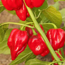 Red Bonnet Vegetable Seeds for Easy Planting