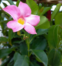 Sanderi Flower Planting Seeds Pink White