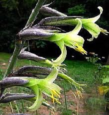 Green Puya Mirabilis Flower seeds for Planting - Hardy Variety, Heirloom & GMO Free Seeds for Home Garden
