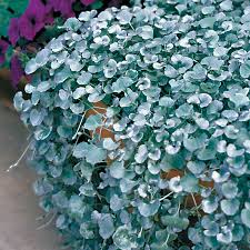Silver Dichondra Flower seeds for Planting - Fragrant Blossoms, Heirloom & GMO Free Seeds for Home Garden