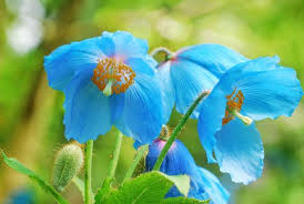 Meconopsis Flower seeds for Planting - Cut Flower Favorite, Heirloom & GMO Free Seeds for Home Garden