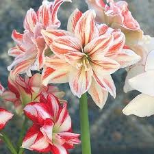 White Orange Amaryllis Seeds for Planting - Vibrant Flower Seeds for Your Garden