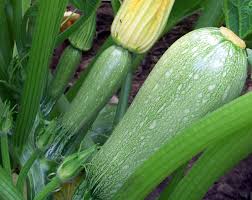 Grey Zucchini Squash Seeds for Planting  Grow Delicious Vegetables