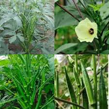 Okra Vegetable Seeds for Easy Planting