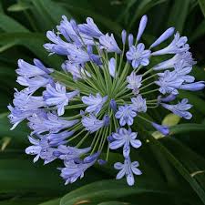 Blue Nile Agapanthus Flower seeds for Planting - Wildflower Mix, Heirloom & GMO Free Seeds for Home Garden
