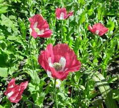 Afghan Special Poppy Seeds Papaver somniferum for Planting in Flower Bed