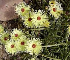 Yellow Cephalophyllum Pillansii Flower seeds for Planting - Vibrant Colors, Heirloom & GMO Free Seeds for Home Garden