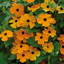 Orange Thunbergia Flower Planting Seeds
