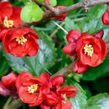 Red Quince Flower seeds for Planting - Shade Tolerant, Heirloom & GMO Free Seeds for Home Garden