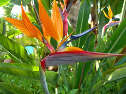 Orange Violet Strelitzia Flower seeds for Planting - Compact Growth, Heirloom & GMO Free Seeds for Home Garden