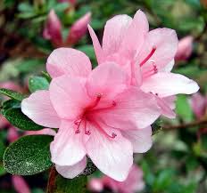 Pink Azaleas Flower seeds for Planting - Cottage Garden Essential, Heirloom & GMO Free Seeds for Home Garden