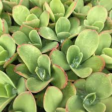 Green Echeveria Palida Flower seeds for Planting - Pollinator Friendly, Heirloom & GMO Free Seeds for Home Garden