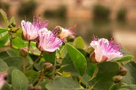 White Pink Capparis Spinosa Flower seeds for Planting - Drought Tolerant, Heirloom & GMO Free Seeds for Home Garden