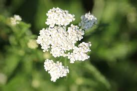 Yarrow Flower seeds for Planting - Low Maintenance, Heirloom & GMO Free Seeds for Home Garden