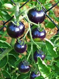 Lavender Tomato Seeds - Perfect for Planting