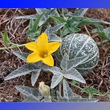 Green Calabazilla Vegetable Seeds for Easy Planting