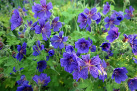 Cranesbill Flower seeds for Planting - Premium Quality, Heirloom & GMO Free Seeds for Home Garden