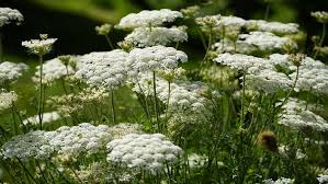 White Bishops Flower Planting - Seeds for Gorgeous and Elegant Blooms in Your Garden