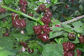 Chocolate Habanero Pepper Seeds for Home Gardening