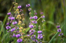 Purple Pulegium Flower seeds for Planting - Sun Loving, Heirloom & GMO Free Seeds for Home Garden