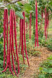Red Long Bean Vegetable Seeds for Gardens