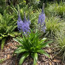 Merwilla Flower Seeds for Planting - Beautiful Blooms for Your Garden