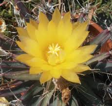 Yellow Leuchtenbergia Plant Planting Seeds
