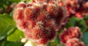 Red Rhus Aromatica Flower seeds for Planting - Cottage Garden Essential, Heirloom & GMO Free Seeds for Home Garden