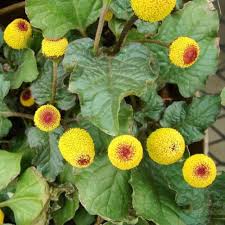 Toothache Plant for Natural Relief  Seeds for Growing Your Own Herbal Remedy in Gardens