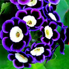 Blue Black Phantom Flower Seeds for Planting