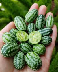 Green Cucamelon Vegetable Seeds for Planting