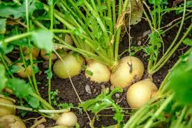 Green Turnip Seeds for Planting
