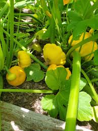 Yellow Scallop Vegetable Seeds  Perfect for Planting