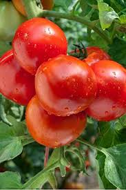 Tomato Super Fantastic Seeds for Garden Planting