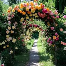 Tricolor Rose Standard Flower Planting Seeds for Vibrant and Beautiful Blooms in Your Garden