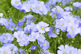 Blue Usitatissimum Flower seeds for Planting - Low Maintenance, Heirloom & GMO Free Seeds for Home Garden
