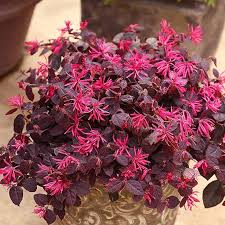 Red Loropetalum Flower seeds for Planting - Vibrant Colors, Heirloom & GMO Free Seeds for Home Garden