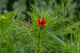 Red Adonis Aestiva Seeds for Striking Red Flowers