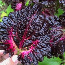 Coleus : Black Dragon Lulu Certified Coleus Seeds